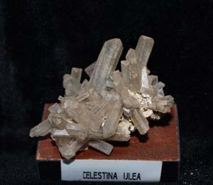 Celestina Ulea